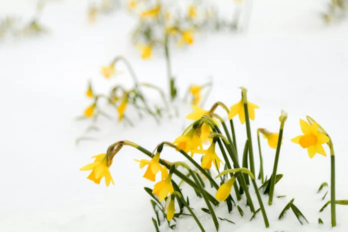 Yellow daffodils covered in snow