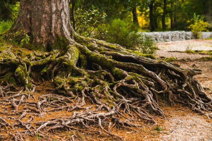 Brown tree trunk with green roots